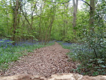 Dirt road amidst trees in forest