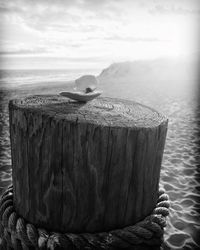 Bird perching on wooden post in sea