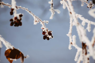 Close-up of frozen plant against sky