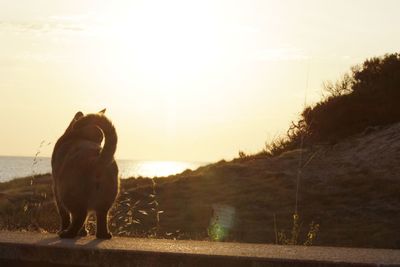 Dog on road during sunset