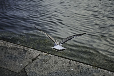 High angle view of seagull flying over lake