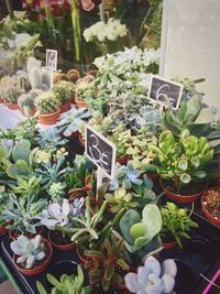 Close-up of plants growing in greenhouse