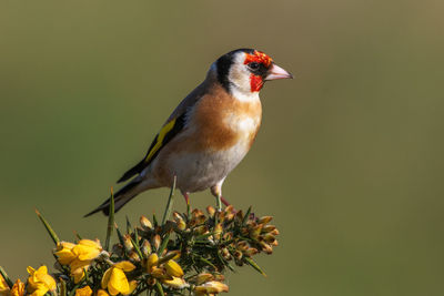 Close-up of bird perching on flower