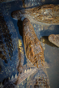 High angle view of crocodile in water