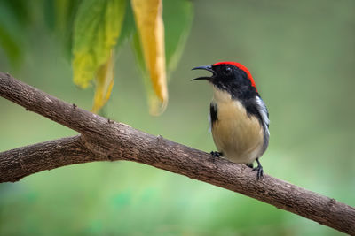 Low angle view of bird perching on branch