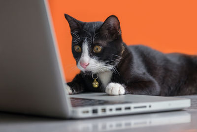 Close-up of cat sitting with laptop