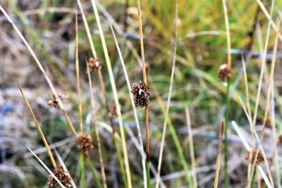 Close-up of dry flowers on field