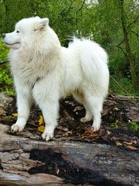 White dog standing on field