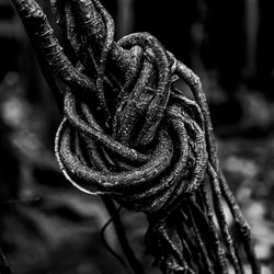 Close-up of rope