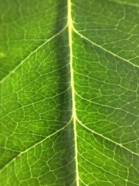 Macro shot of leaf