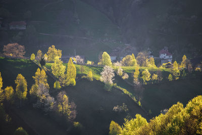 High angle view of trees on landscape against mountain