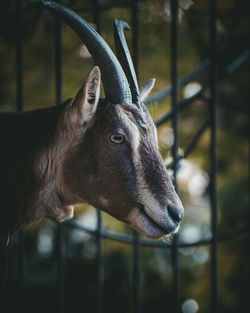 Close-up of a horse