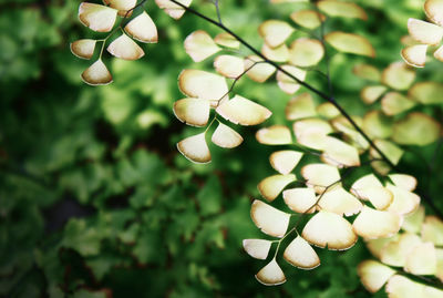 Close-up of flowers growing on tree