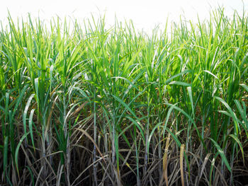 Close-up of crops growing on field