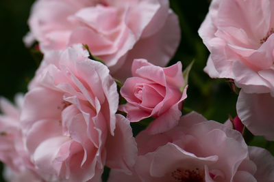 Close-up of pink roses