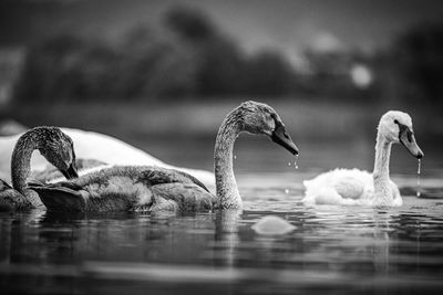 Swans swimming in lake