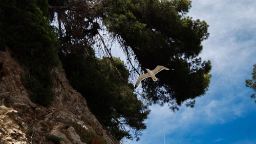 Low angle view of bird flying by tree against sky