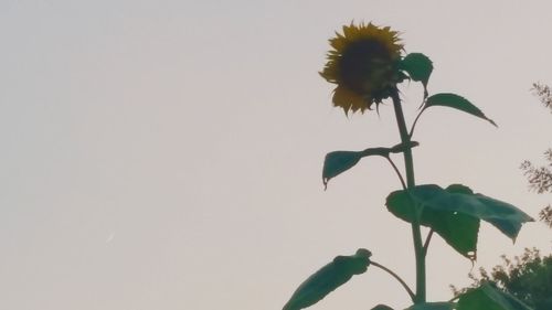 Low angle view of flowering plant against clear sky