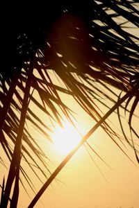 Low angle view of silhouette trees against sky during sunset