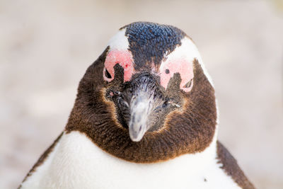 Close-up of penguin 