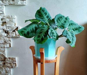 Potted houseplant calathea in a biscay green pot near a gray wall on a wooden stand