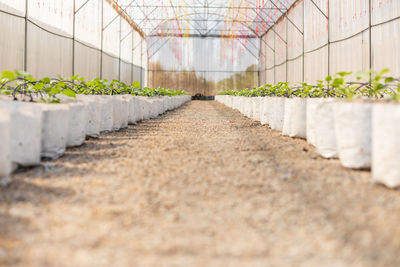 Surface level view of greenhouse