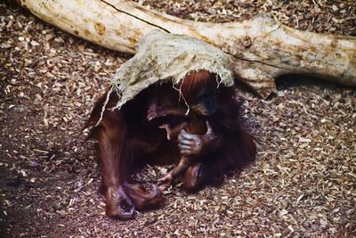 View of a monkey on field