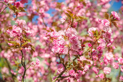 Close-up of pink cherry blossoms