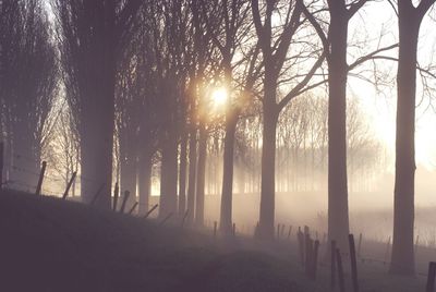 Sun shining through trees