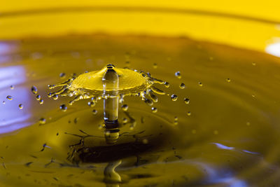 Close-up of water drop on yellow leaf