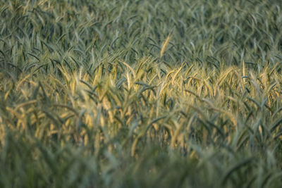 Full frame shot of wheat field