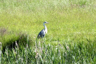 View of a bird on grass