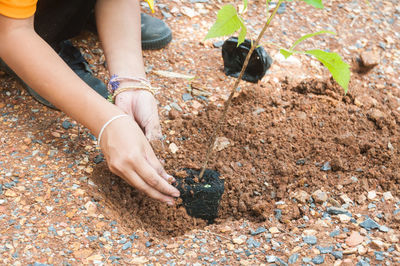 Low section of woman planting on land