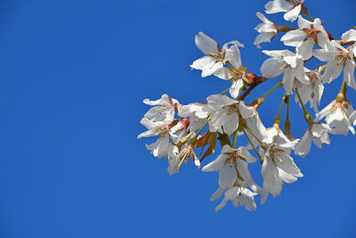 Low angle view of white flowers against clear blue sky