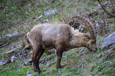 Close-up of a goat on field