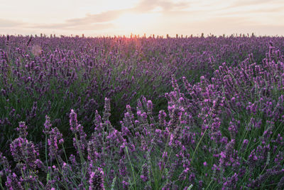 Purple flowering plants on field against sky