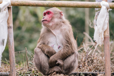 Monkey looking away