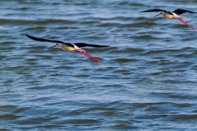 Bird flying over sea