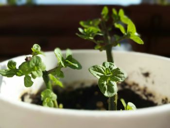 Close-up of plant
