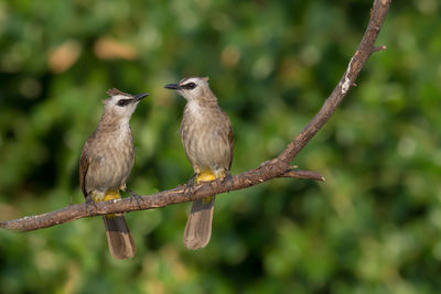 Close-up of bulbul perching on branch