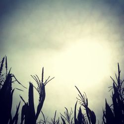 Low angle view of plants against sky