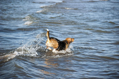 Dog playing in the water of a sea during a sunny day