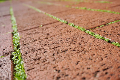 Close-up of plant growing on field