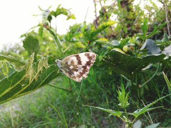 Butterfly on leaf