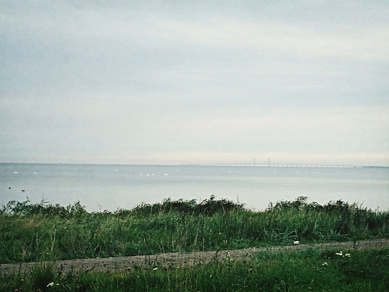 tranquil scene, grass, tranquility, horizon over water, sea, sky, scenics, water, beauty in nature, nature, field, growth, beach, idyllic, landscape, plant, green color, remote, shore, non-urban scene