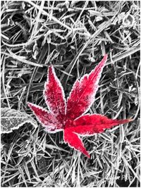 Close-up of red plant during winter