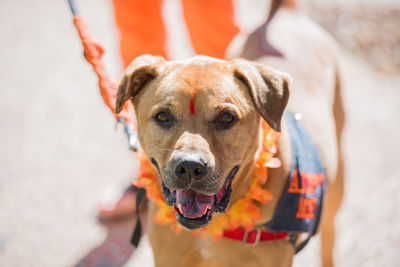 Close-up portrait of dog