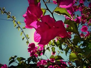 Low angle view of pink flowers