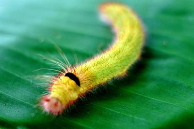 caterpillar