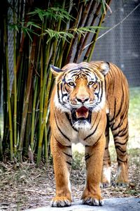 Close-up portrait of tiger